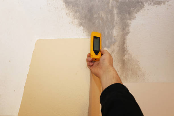 Best Forensic Mold Investigation  in Pahala, HI
