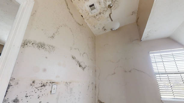 Mold Remediation for Rental Properties in Pahala, HI