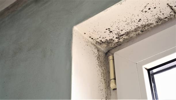 Best Commercial Mold Inspection  in Pahala, HI