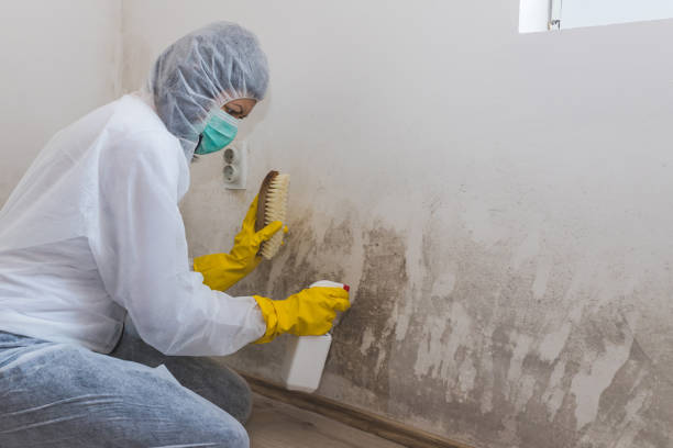 Best Post-Construction Mold Inspection  in Pahala, HI