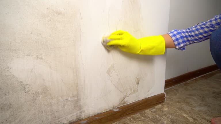 Best Mold Damage Restoration  in Pahala, HI