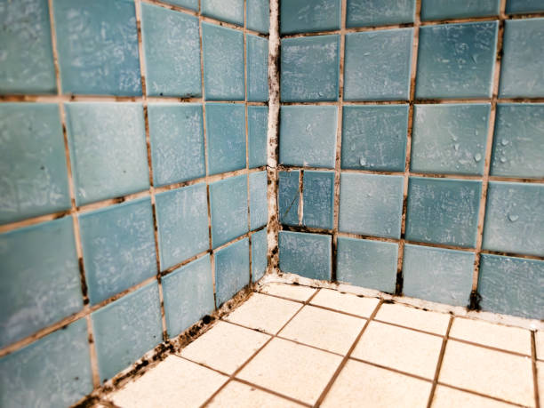 Best Mold Documentation for Insurance Claims  in Pahala, HI