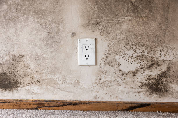 Best Water Damage & Mold Remediation  in Pahala, HI