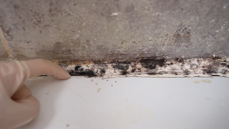 Biohazard Mold Removal in Pahala, HI